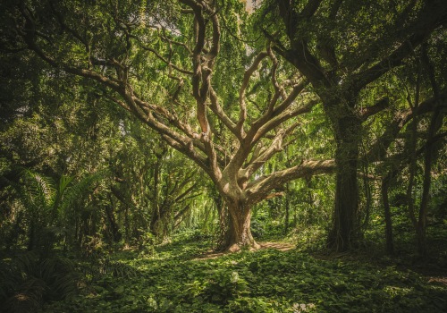 Steel Home Construction In Aurora: Why Tree Health Assessment Is Essential